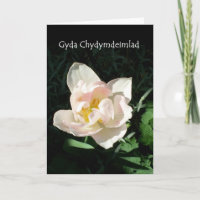 Carte de sympathie de "tulipe" - salutation de