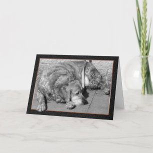 Carte de sympathie pour chien de compagnie