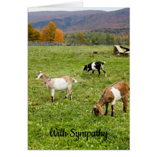 Carte de sympathie pour les chèvres du Vermont