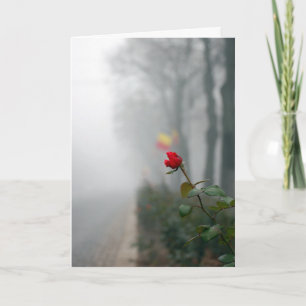 Carte de Sympathie Rose Rouge