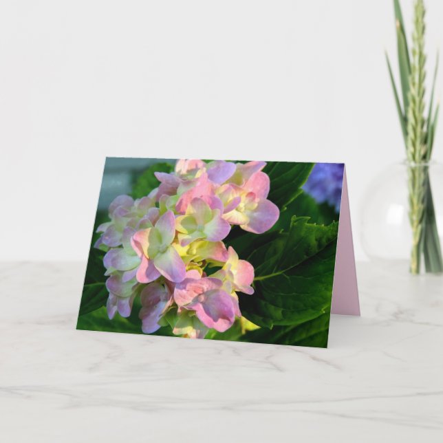 Carte de Sympathie Sunlit Pink Hydrangea (Devant)