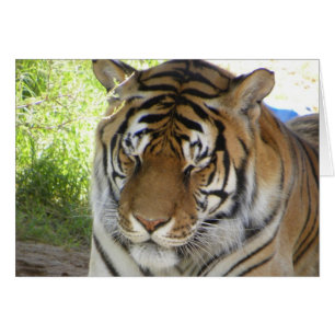 Carte de tigre de sommeil (h)