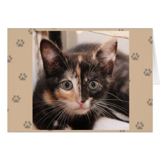 Carte de Tortie de délivrance de chat de Greyfoot