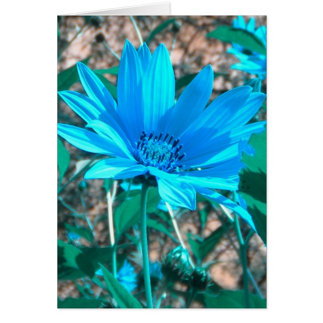 Carte de tournesol bleu sauvage *personnaliser* (Devant)