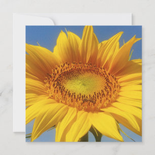 Carte de tournesol jaune