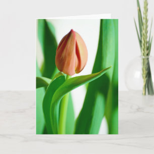 carte de tulipe de lala