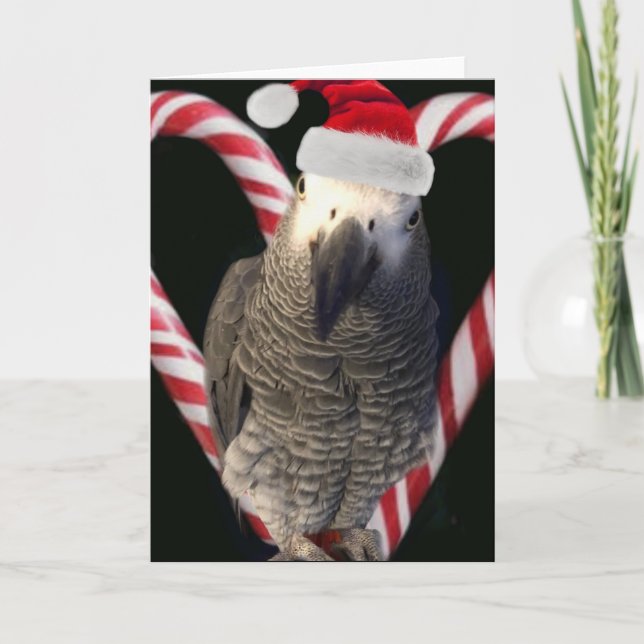 Carte de vacances African Grey Parrot (Devant)