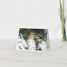 Carte de vacances avec Cardinal