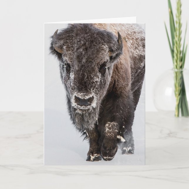 Carte de vacances "Deep Freeze" (Devant)