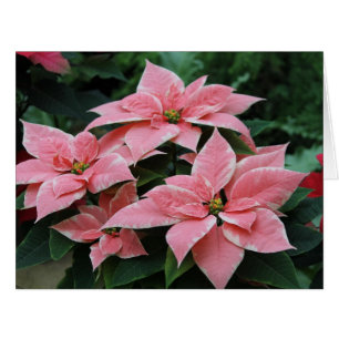 Carte de vacances Pink Poinsettia