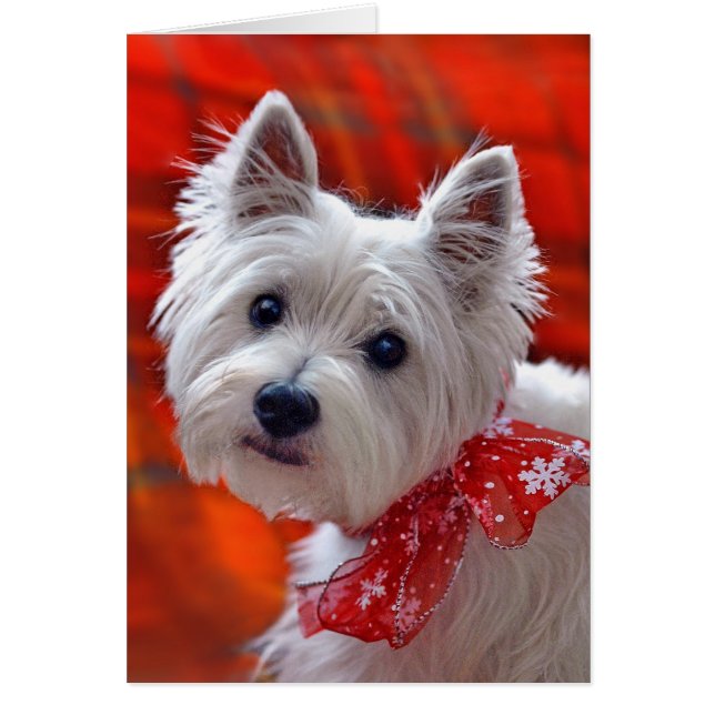 Carte de vacances Westie "Take a Bow" (Devant)