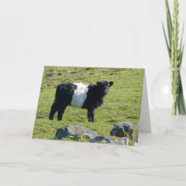 Carte de vache Belge Galloway (Devant)