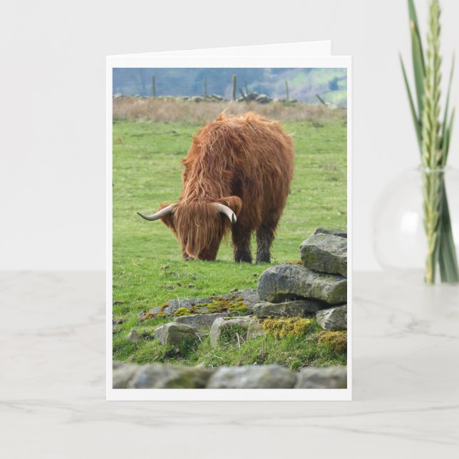 Carte de vache Highland (Devant)