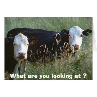 carte de vaches ridicules