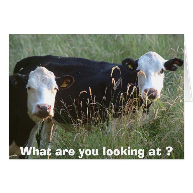 carte de vaches ridicules (Devant horizontal)