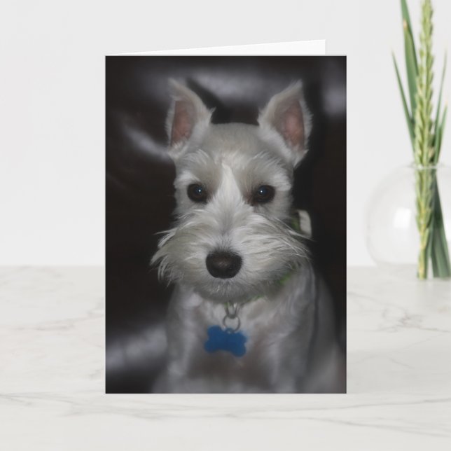 Carte de visage douce de chiot blanc de Schnauzer (Devant)