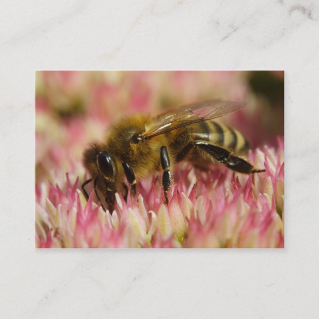 Carte De Visite Abeille à Miel Occidentale Macro (Devant)