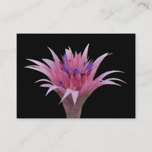 Carte De Visite Aechmea rose et bleu ACEO