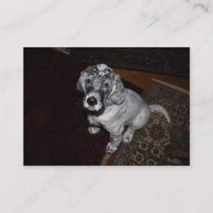 Carte De Visite Anglais Setter Puppy