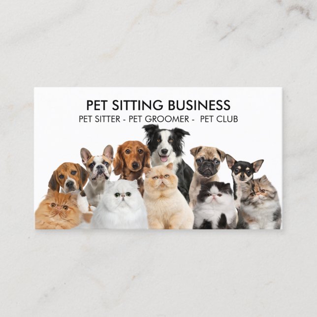 Carte De Visite Animal de famille Six Chiens Cinq Chats (Devant)
