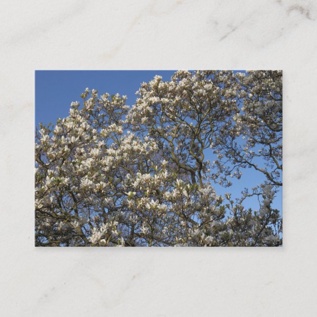 Carte De Visite Arbre de Magnolia en fleurs (Devant)