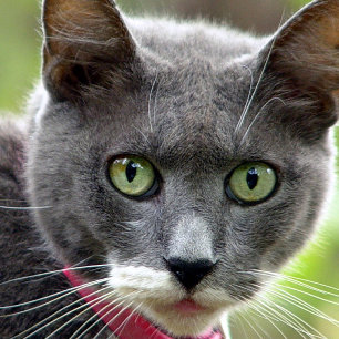 Carte de visite assis