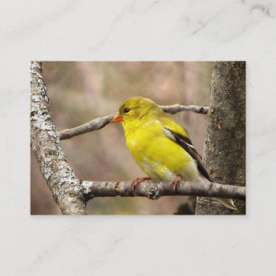 Carte De Visite ATC de chardonneret