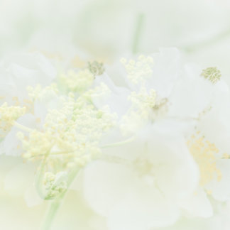 Carte de visite avec design macrofloral