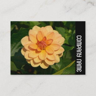 Carte De Visite Bande latérale - Dahlia 'David Howard'