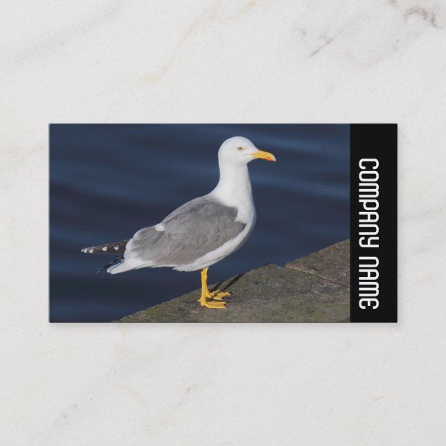 Carte De Visite Bande latérale - Goéland à pattes jaunes (Devant)