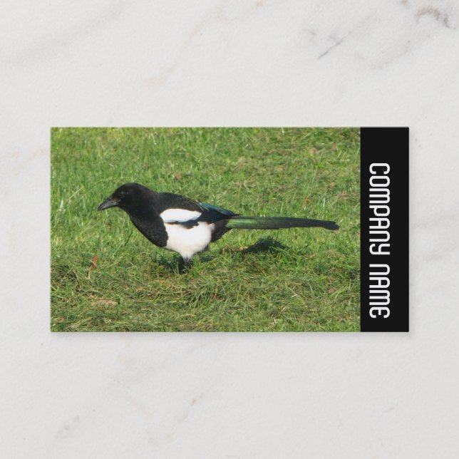 Carte De Visite Bande latérale - Magpie européenne (Devant)
