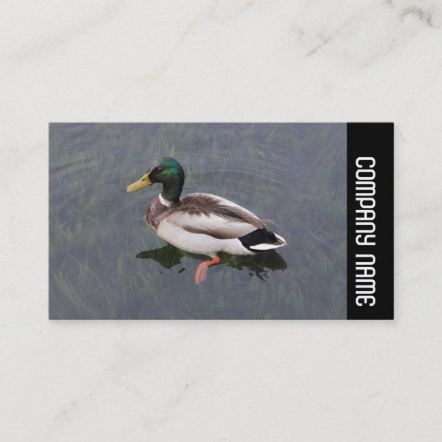 Carte De Visite Bande latérale - Mallard Duck (Devant)