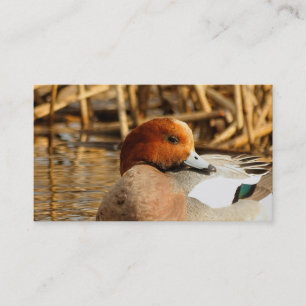 Carte De Visite Beau étranger en ville Eurasian Wigeon