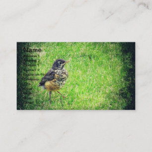 Carte De Visite Bébé Robin