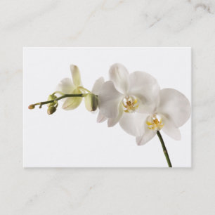Carte De Visite Blanc floral de Dendrobium d'orchidée de jet blan