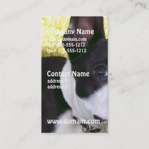 Carte De Visite boston-terrier-1