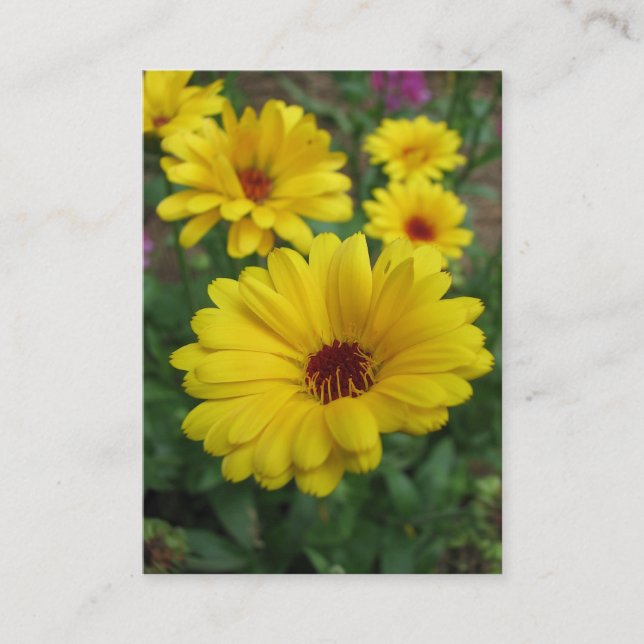 Carte De Visite Calendulas ATC (Devant)