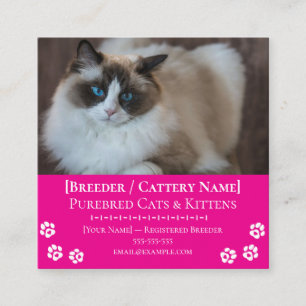 Carte De Visite Carré Élevage de chats Ragdoll Éleveur de chats personna