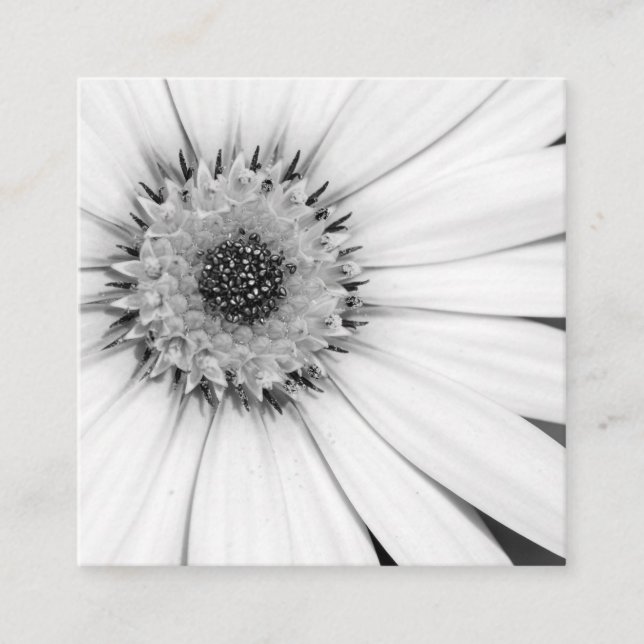 Carte De Visite Carré Fleur monochrome de marguerite africaine (Devant)