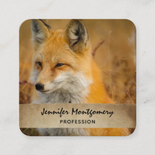Carte De Visite Carré Jote Red Fox Wilderness Nature Photographie