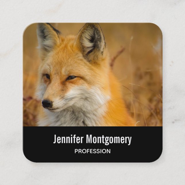 Carte De Visite Carré Jote Red Fox Wilderness Nature Photographie Carré (Devant)