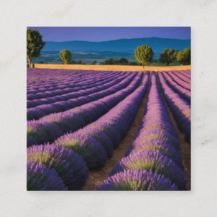 Carte De Visite Carré Lavande Nature Extérieur Paysage Calme Tranquille