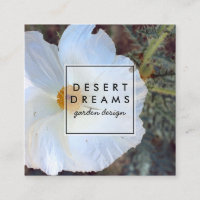 Matilija Poppy Desert Fleur sauvage Photo Voyage
