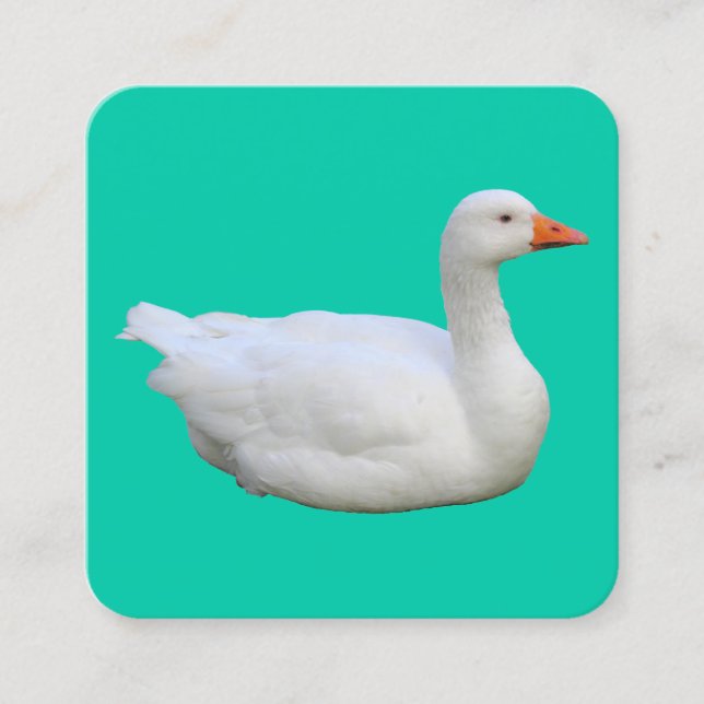 Carte De Visite Carré Oie blanche (Devant)