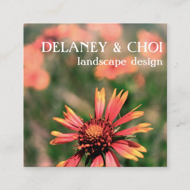 Carte De Visite Carré Pink Daisy Photo Landscaper Garden Fleur sauvage (Devant)