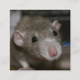 Carte De Visite Carré Rat curieux