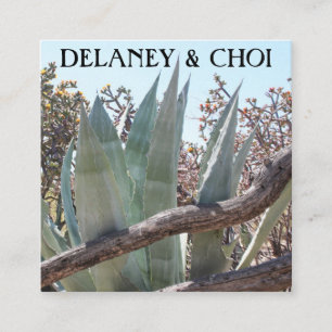 Carte De Visite Carré Yucca Aloe Désert Photo Landscaper Jardin Cactus