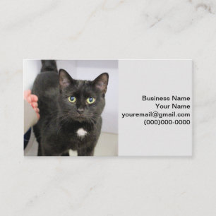 Carte De Visite Cat
