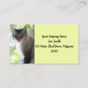 Carte De Visite Cat
