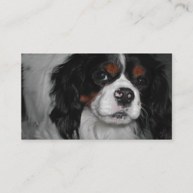 Carte De Visite cavalier roi charles spaniel tri (Devant)